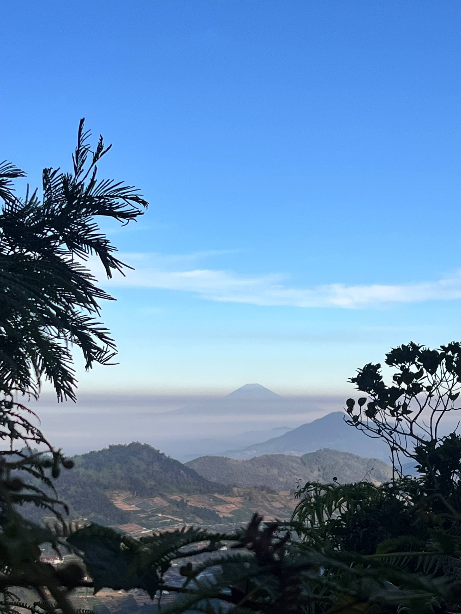 Mount Sindoro and Mount Sumbing on the horizon at dawn, seen through pines from the Dieng Plateau